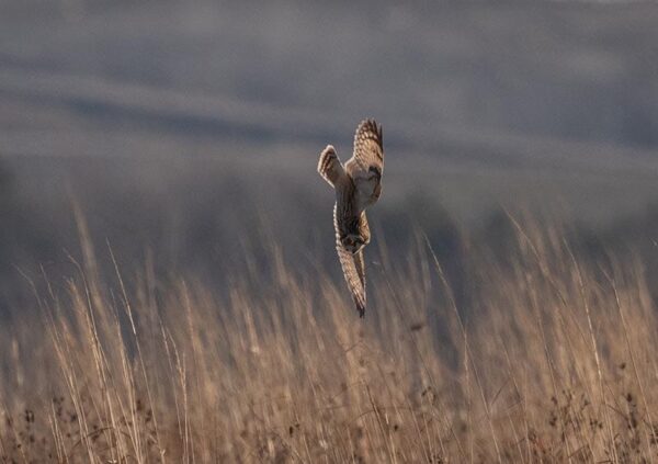 Short eared owl dives to survive