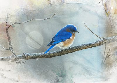 Bluebird in Art